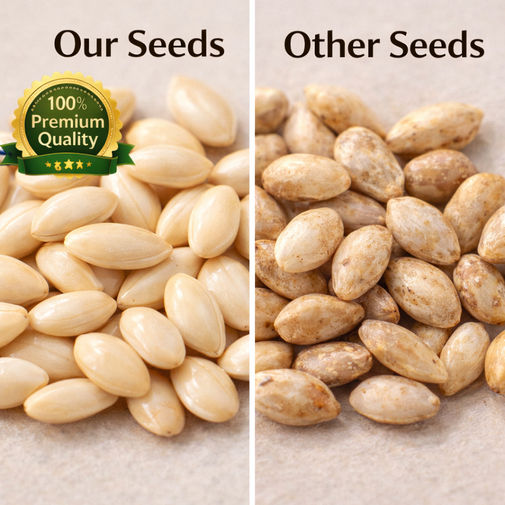 Big Bloom Flower Seeds 🌹 | Fast Growing & For Summer Season