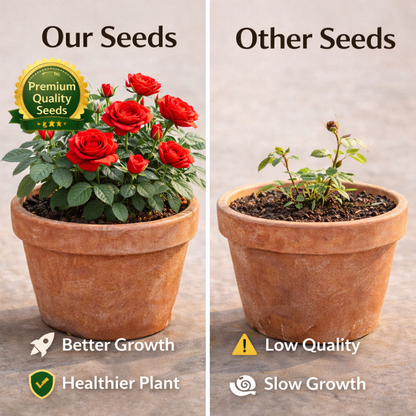 Big Bloom Flower Seeds 🌹 | Fast Growing & For Summer Season