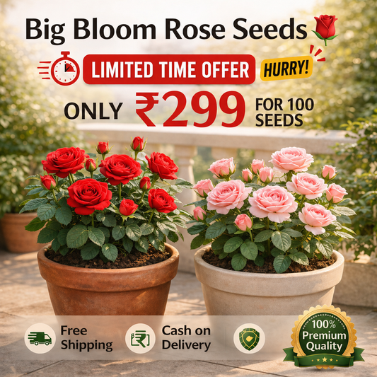Big Bloom Flower Seeds 🌹 | Fast Growing & For Summer Season