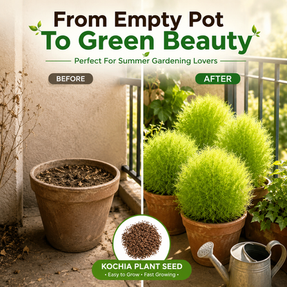 Kochia Plant Premium Seeds- Summer Friendly