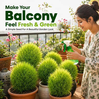 Kochia Plant Premium Seeds- Summer Friendly