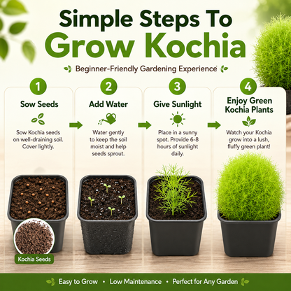 Kochia Plant Premium Seeds- Summer Friendly
