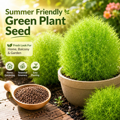 Kochia Plant Premium Seeds- Summer Friendly