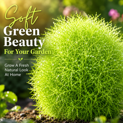 Kochia Plant Premium Seeds- Summer Friendly