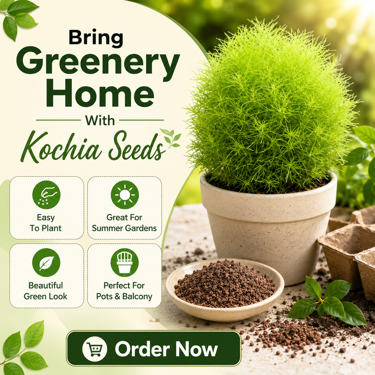 Kochia Plant Premium Seeds- Summer Friendly