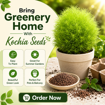 Kochia Plant Premium Seeds- Summer Friendly