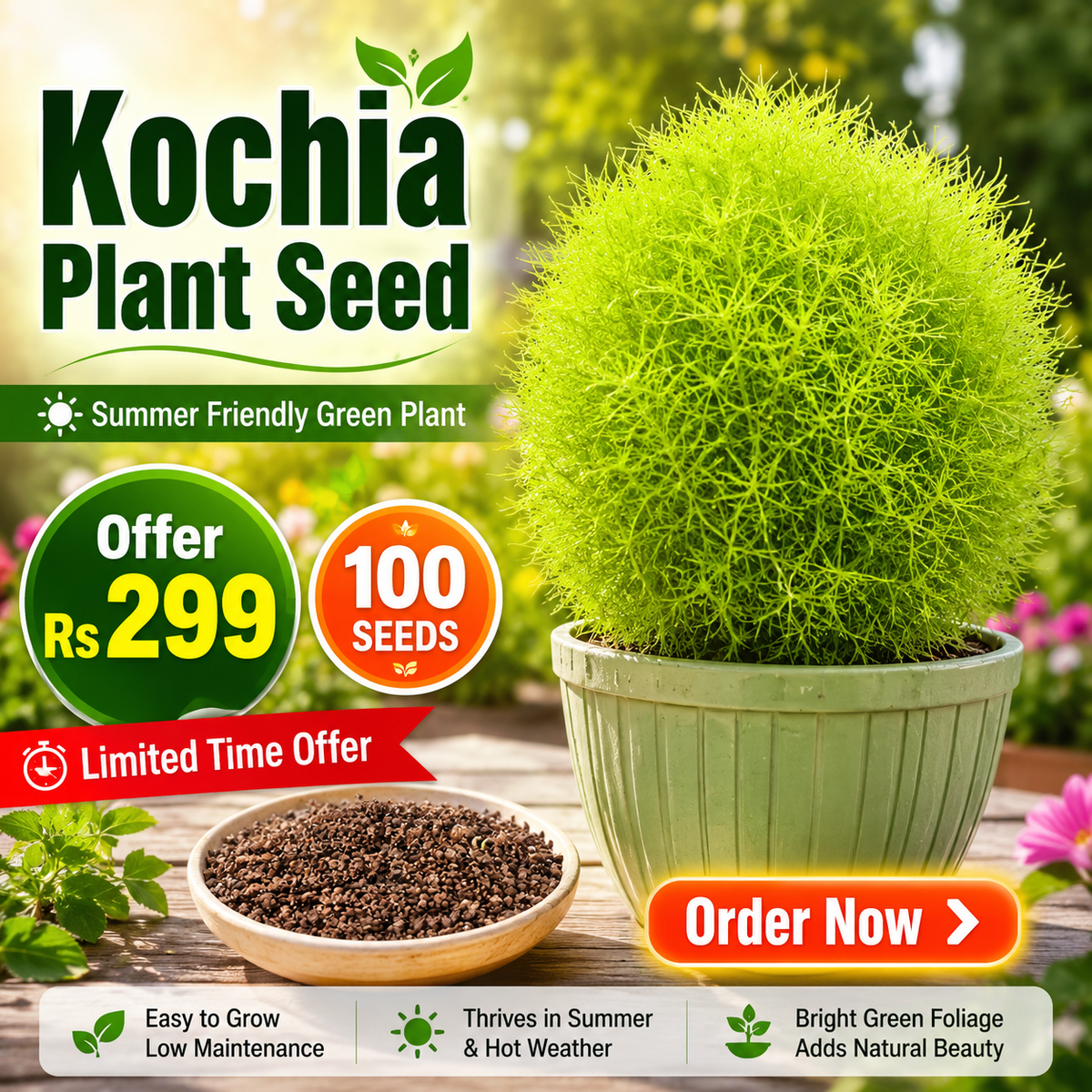 Kochia Plant Premium Seeds- Summer Friendly