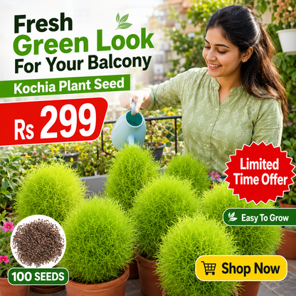 Kochia Plant Premium Seeds- Summer Friendly