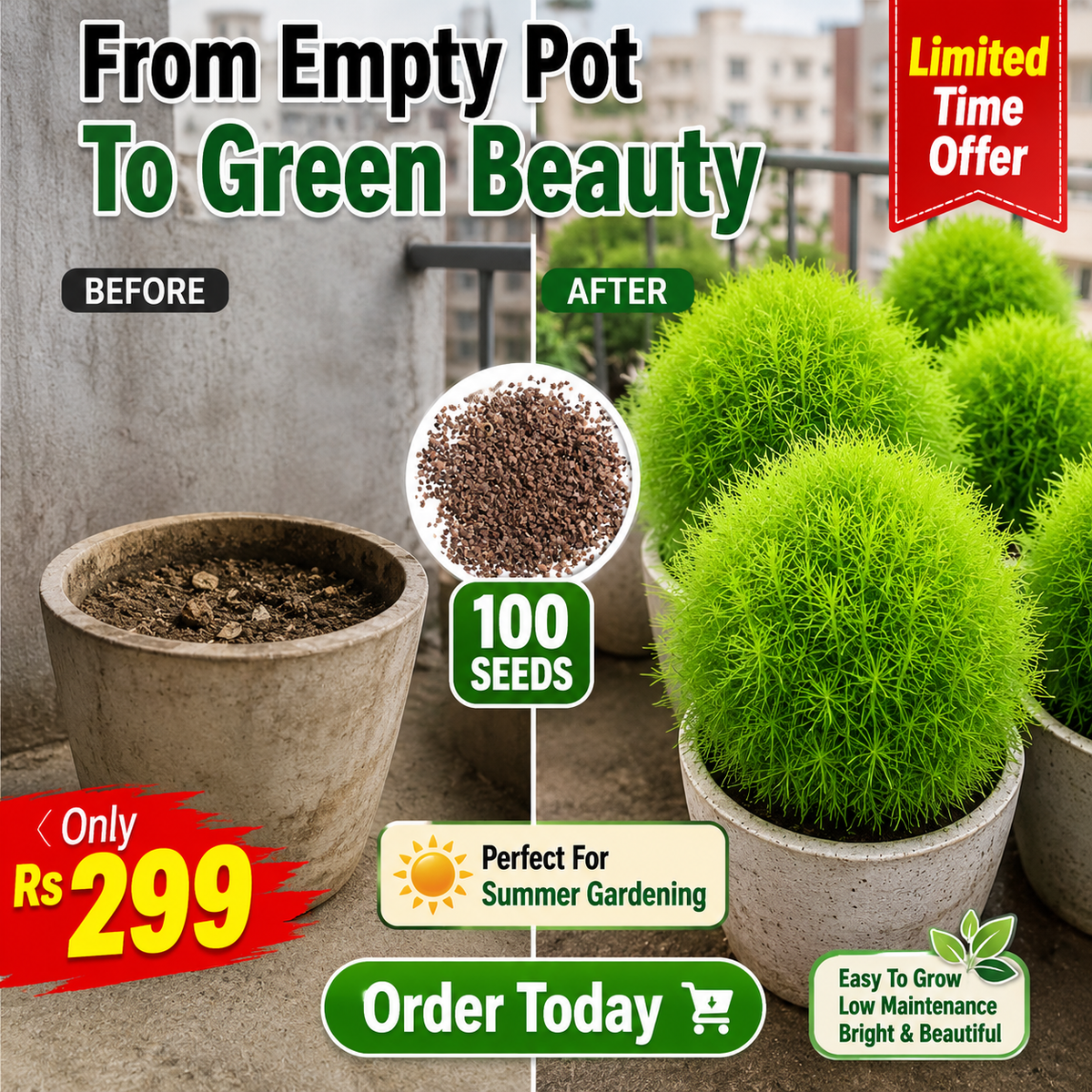 Kochia Plant Premium Seeds- Summer Friendly