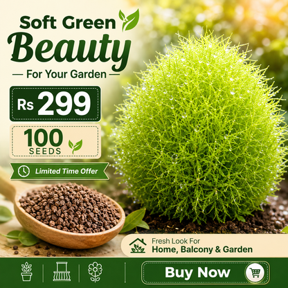 Kochia Plant Premium Seeds- Summer Friendly
