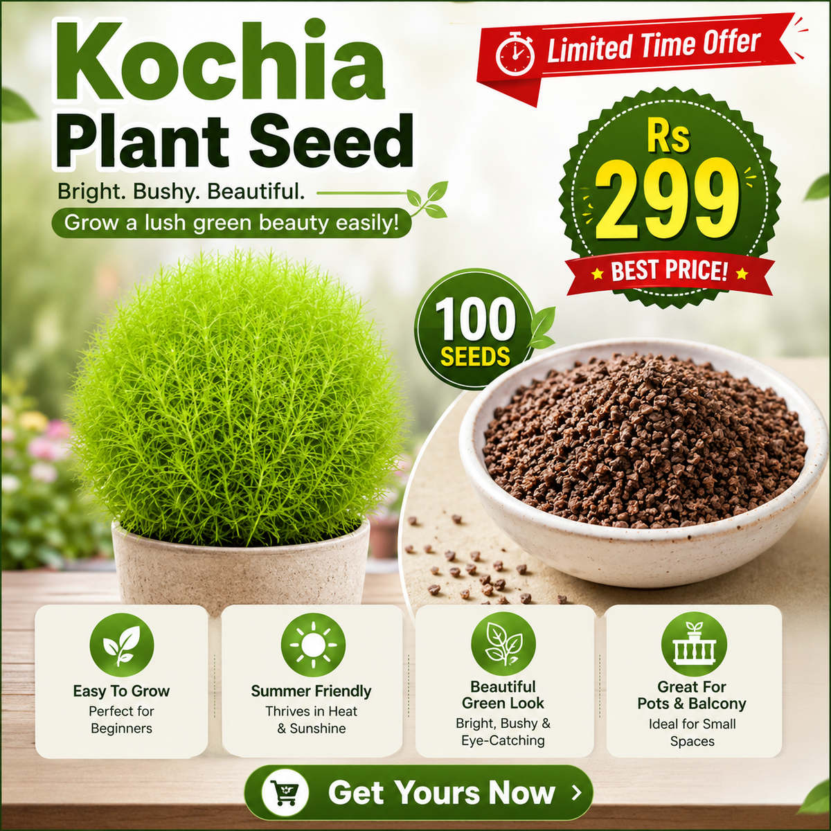 Kochia Plant Premium Seeds- Summer Friendly