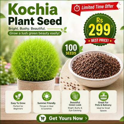 Kochia Plant Premium Seeds- Summer Friendly