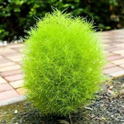 Kochia Plant Premium Seeds- Summer Friendly